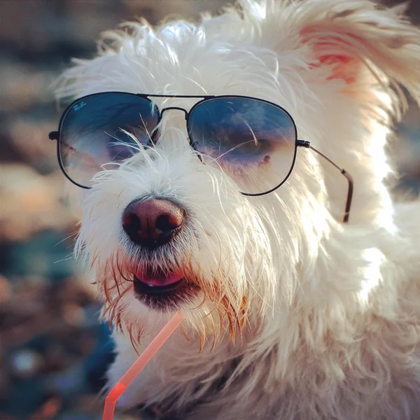 Cute dog with sunglasses