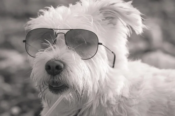 White dog in sunglasses