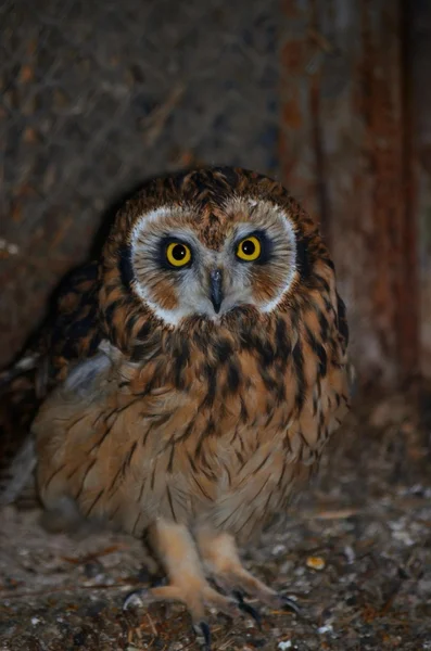 Yellow-eyed owl