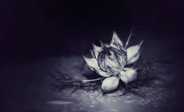 Nigella damascena or love-in-a-mist
flower, black and white