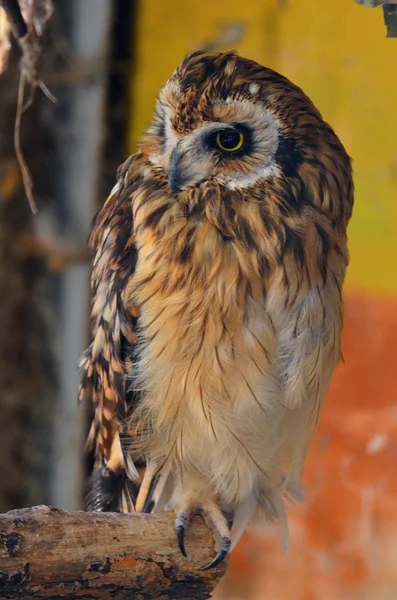 Owl on dry branch