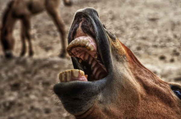 Close-up of smiling horse