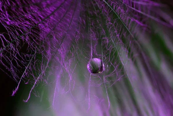 Water drop on dandelion seed