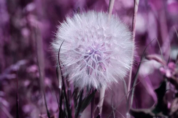 Close-up of white dandelion