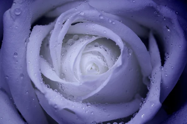 Beautiful purple rose