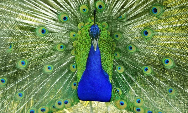 Blue and green peacock dancing