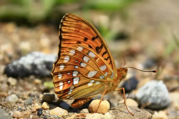Brown butterfly on ground