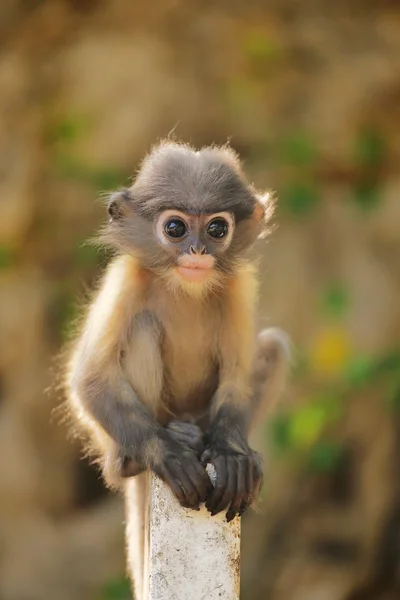 Baby Dusky Leaf Monkey