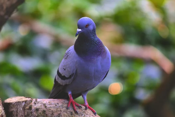 Pigeon on wooden stump