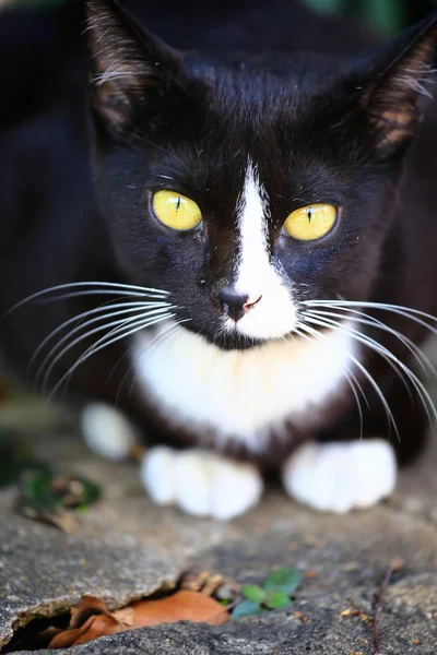 Black cat with yellow eyes