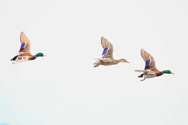Mallard ducks flying in sky