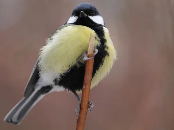 Titmouse sits having ruffled up on a branch of a tree