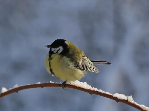 Titmouse sits having ruffled up on a branch of a tree