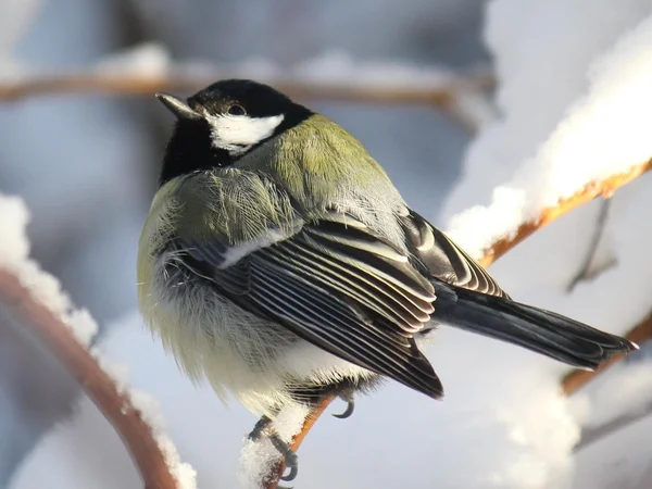 Titmouse sits having ruffled up on a branch of a tree