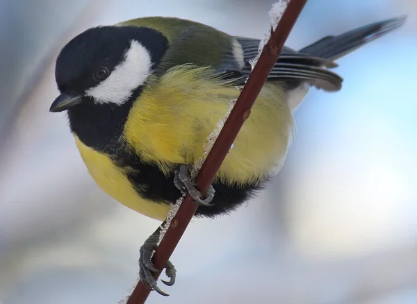 Titmouse sits having ruffled up on a branch of a tree