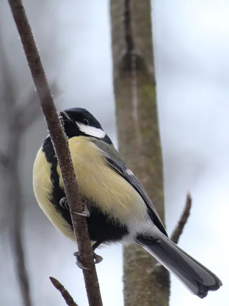 Titmouse sits having ruffled up on a branch of a tree