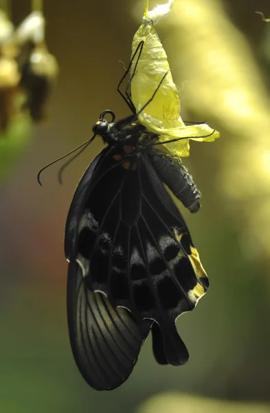 Butterfly emerges from cocoon