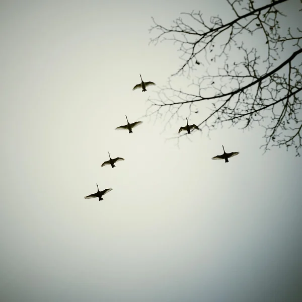 Flock of birds flying in V-formation, black and white