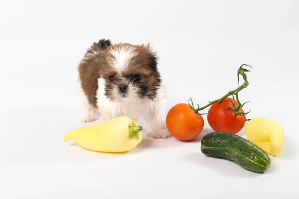 Little shih tzu puppy with vegetables