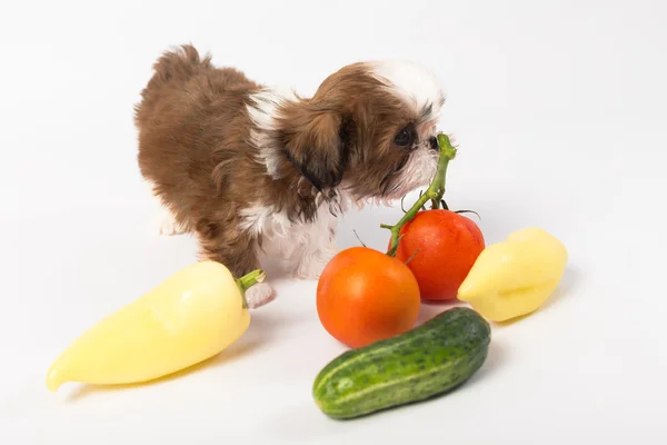 Little shih tzu puppy with vegetables