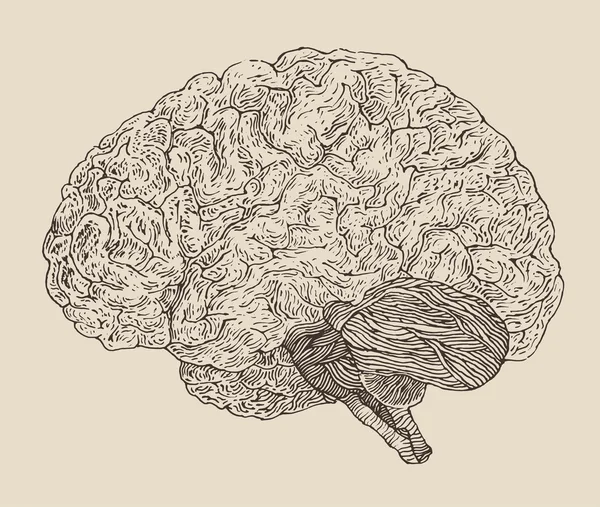 Hand drawn Human brain