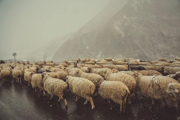 Sheep on the road in winter, Georgia