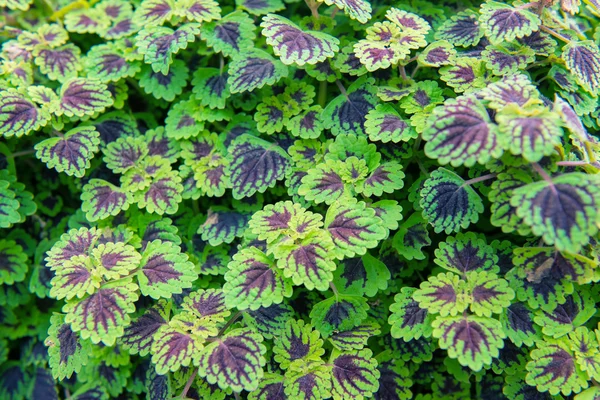 Green and violet leaves