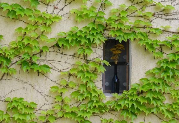 Ivy-covered wall and little window