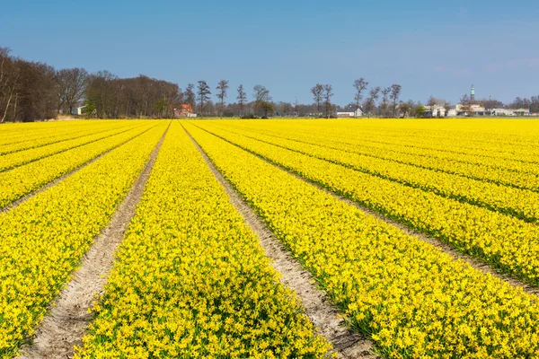 Field with rows of yellow daffodil flowers blooming in spring, house, blue sky