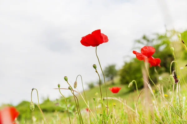 Red poppy flower on the field, symbol for Remembrance Day
