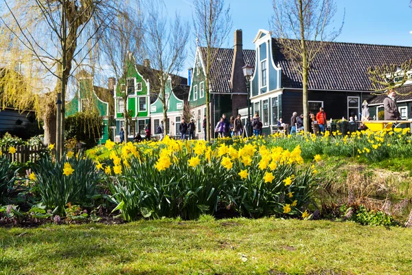 Zaanse Schans village, Holland, green houses, yellow daffodil flowers, people