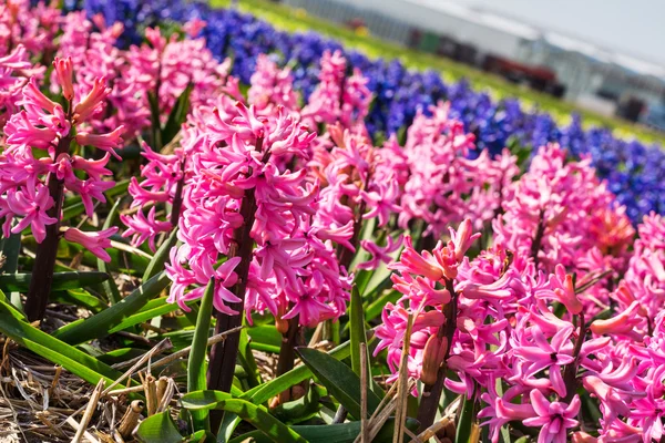 Vibrant pink and blue flowers Hyacinths on the field in Holland