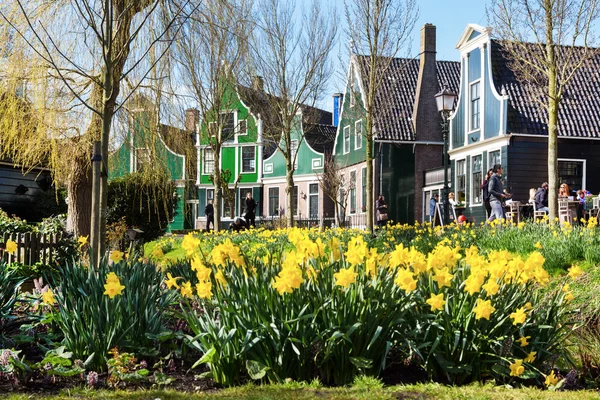 Zaanse Schans village, Holland, green houses, yellow daffodil flowers, people