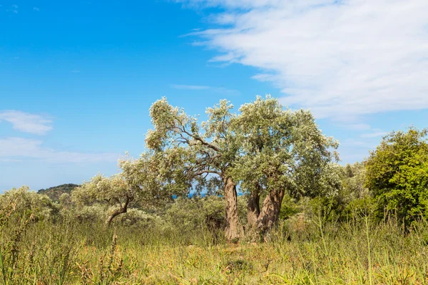 Summer vacation background with greek island Thassos, olive trees, blue cloudy sky, Greece