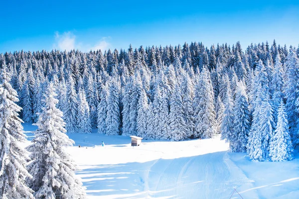Vibrant panorama of the slopes at ski resort, snow trees, blue sky