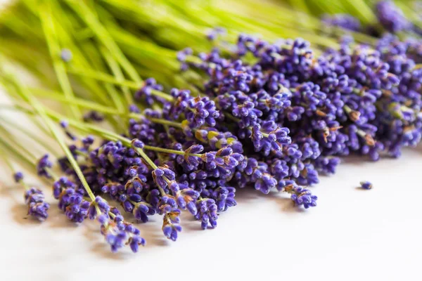 Row of lavender flowers on white background