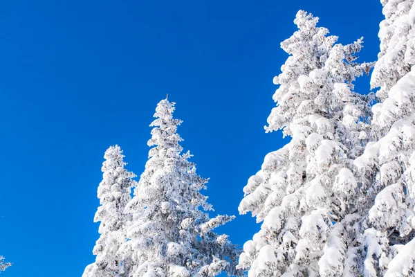 Vibrant winter vacation background with pine tree covered by heavy snow and blue sky