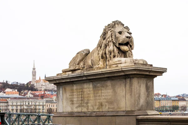 Close up lion statue at  the Chain bridge, Budapest, Hungary