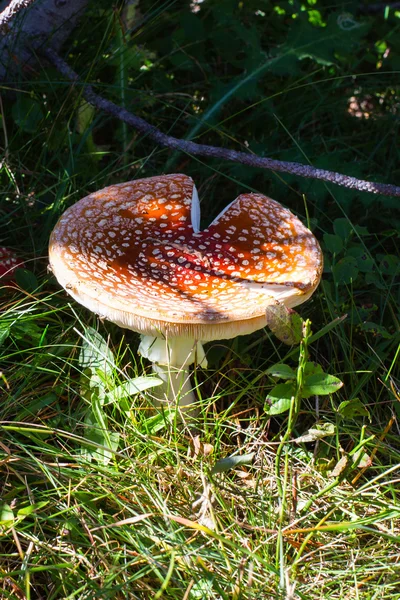 Fly agaric or fly amanita mushroom in forest close up