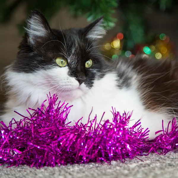 Black and white cat with green eyes lying near Christmas decoration