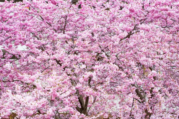 Vibrant spring background texture with beautiful pink cherry blossom, Sakura flowers