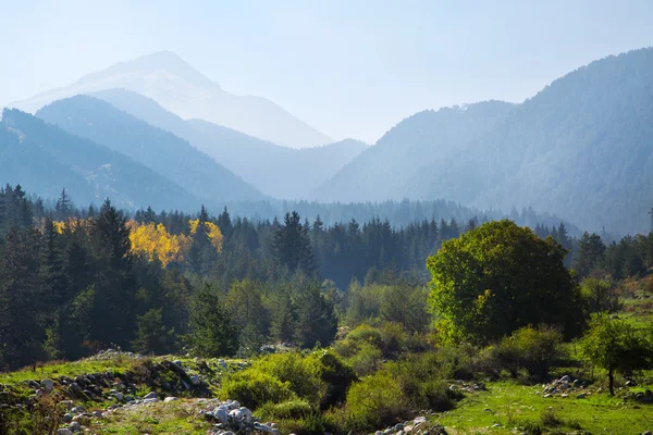 Panoramic shot of mysterious misty pine tree forest with yellow spot and mountains