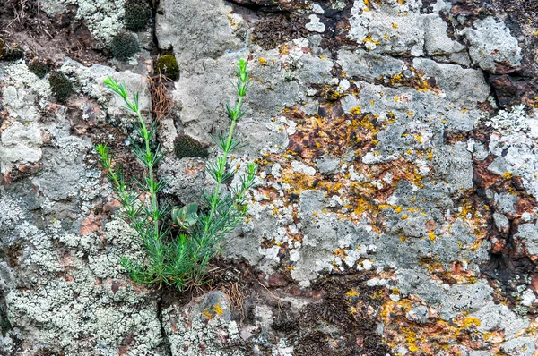 Background of red granite moss and grass