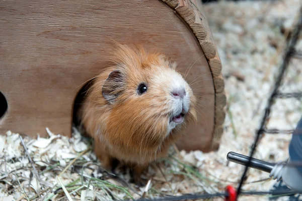 Portret of guinea pig in her wooden house