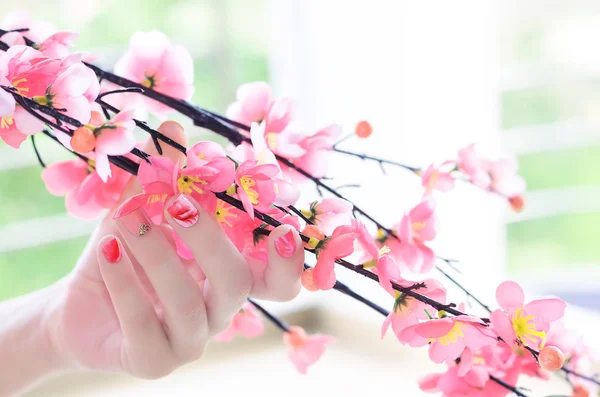 Cherry tree branch in a woman hand with  tender pink manicure