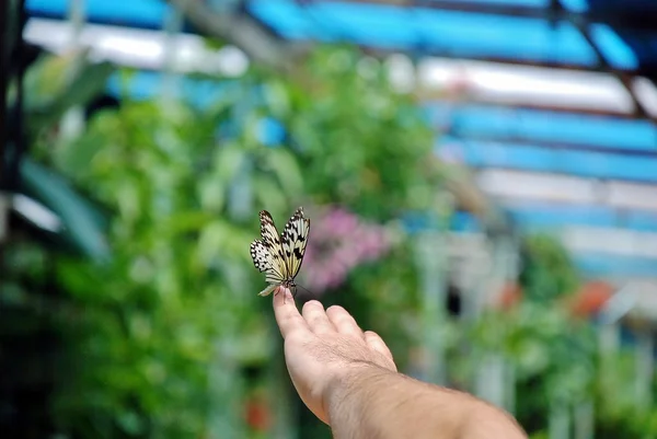 Butterfly on hand a person with white skin on nature background