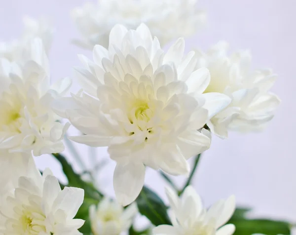 White spray chrysanthemums