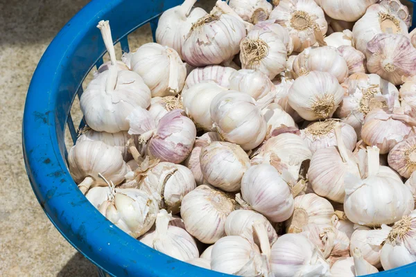 Closeup garlic in dirty blue plastic container.