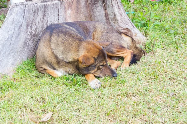 Thai dog sleep in grass yard