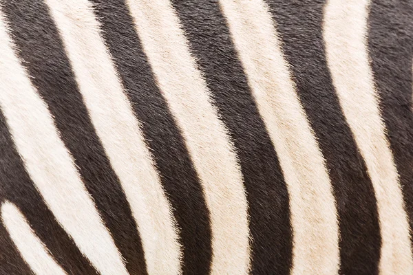 Striped zebra background